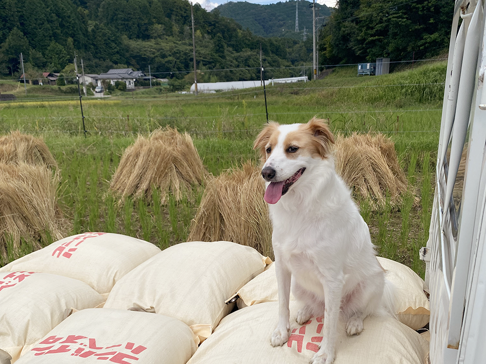 >トラックの上でお米番