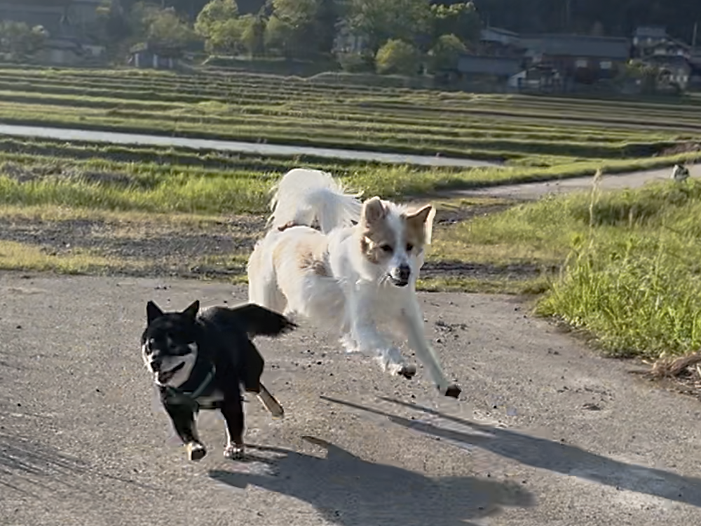 >ゲストのわんちゃんと追いかけっこ